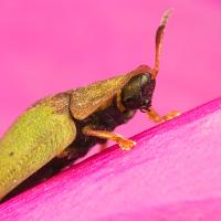 Green Tortoise Beetle 4 